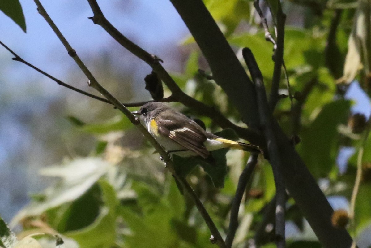 American Redstart - ML218376621