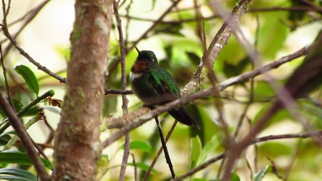 Colibrí Gorjiamatista (grupo amethysticollis) - ML218377101