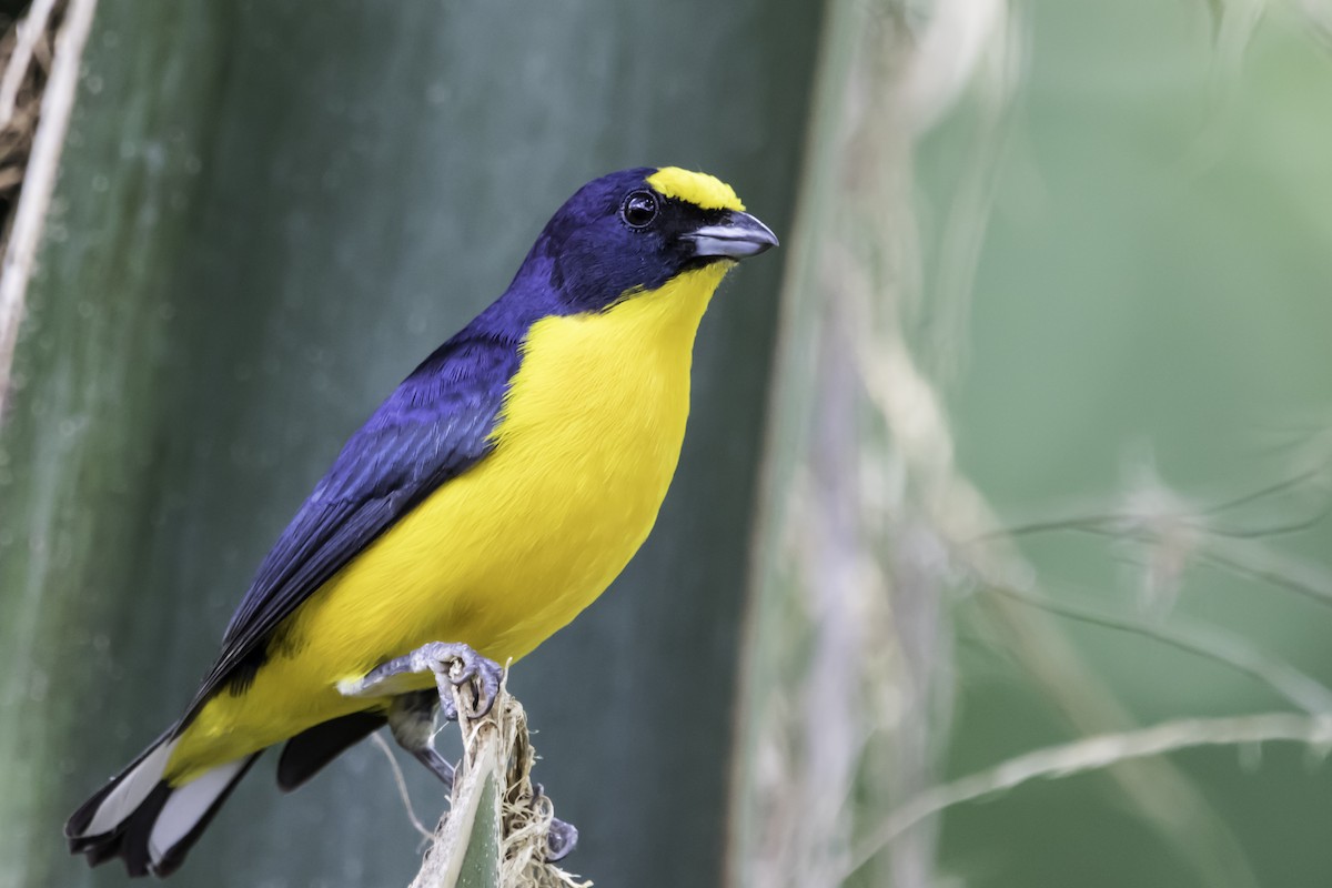 Yellow-throated Euphonia - ML218377231