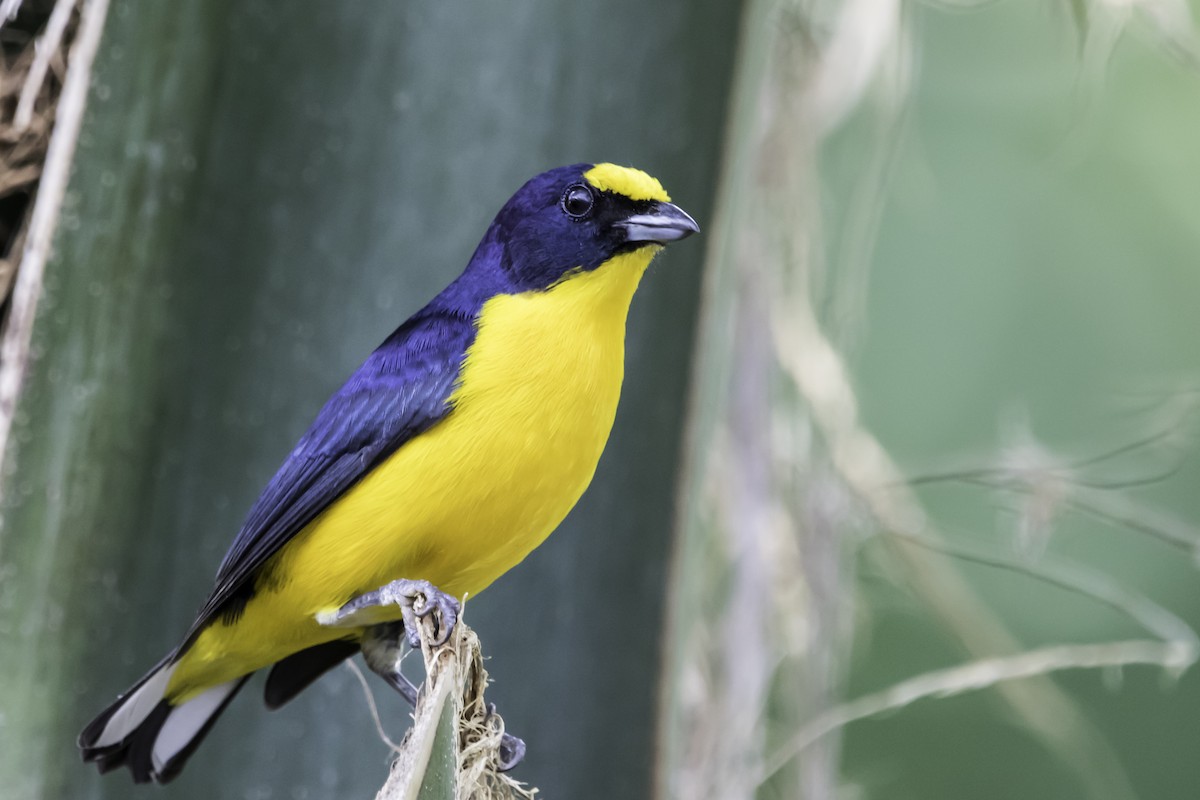 Yellow-throated Euphonia - Jorge Eduardo Ruano