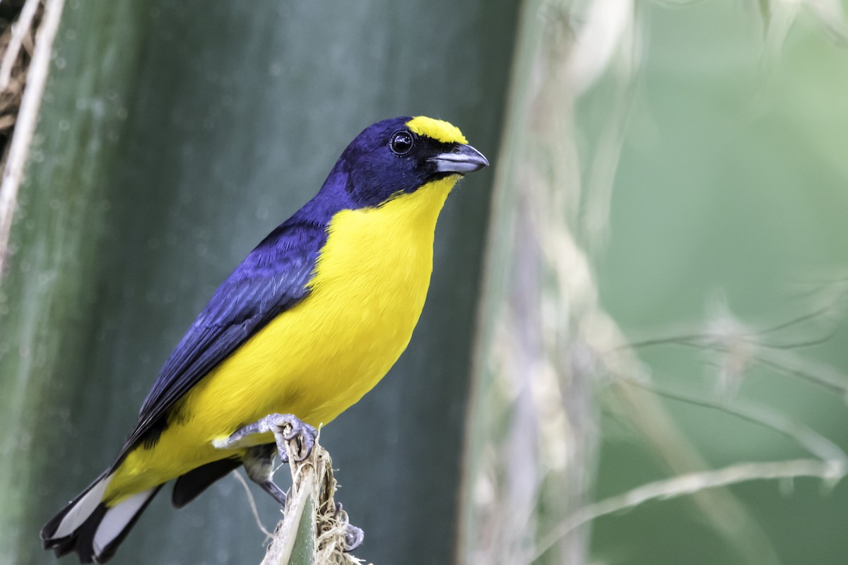 Yellow-throated Euphonia - ML218377251