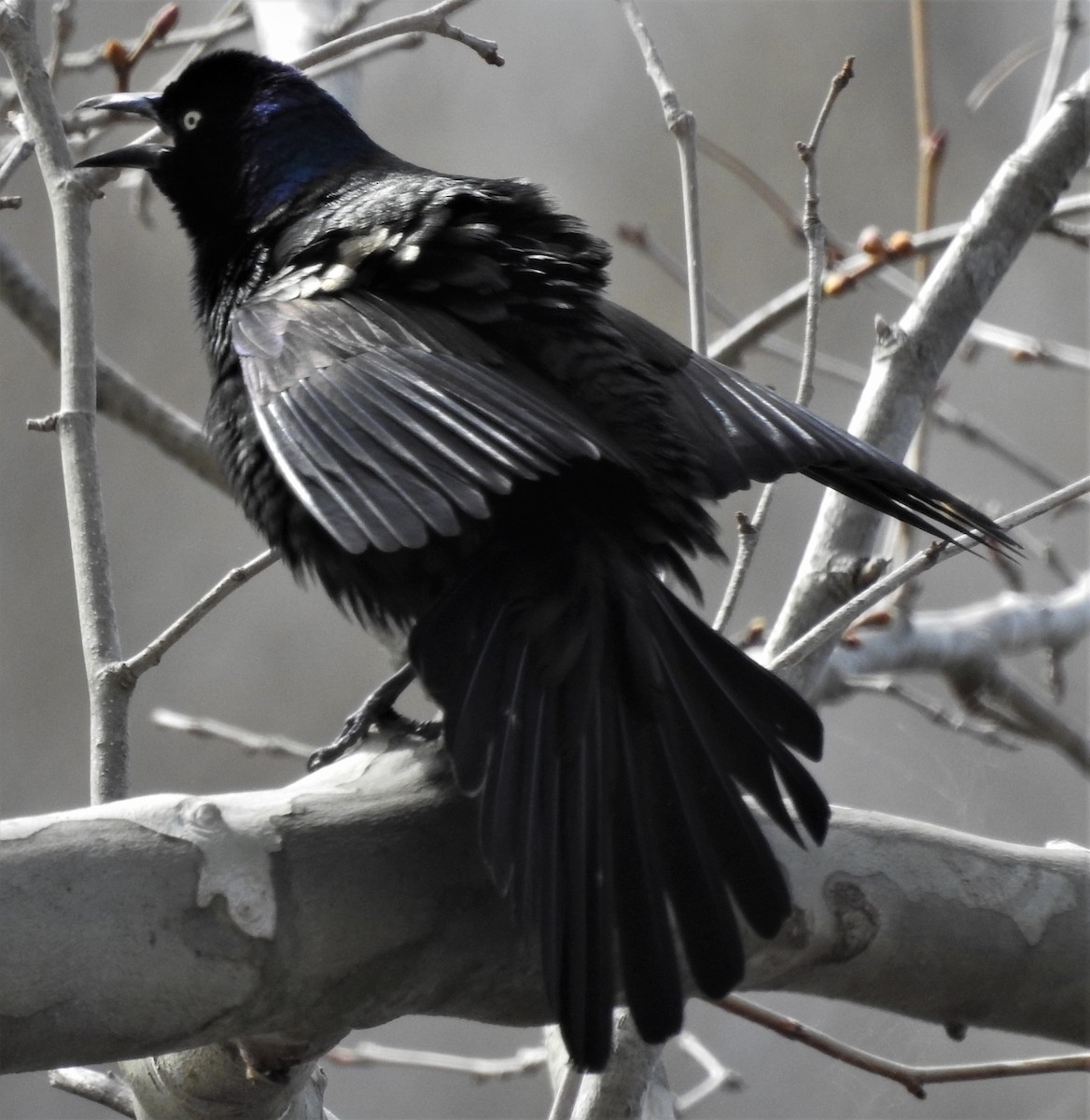 Common Grackle - Paul McKenzie