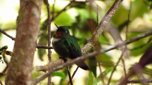 Colibrí Gorjiamatista (grupo amethysticollis) - ML218377771