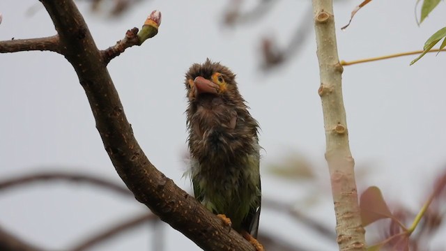 Brown-headed Barbet - ML218378581