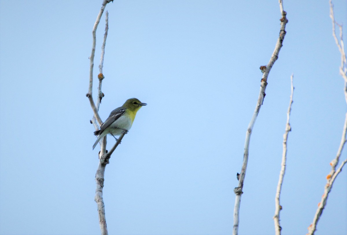 Yellow-throated Vireo - Dominique Lavoie