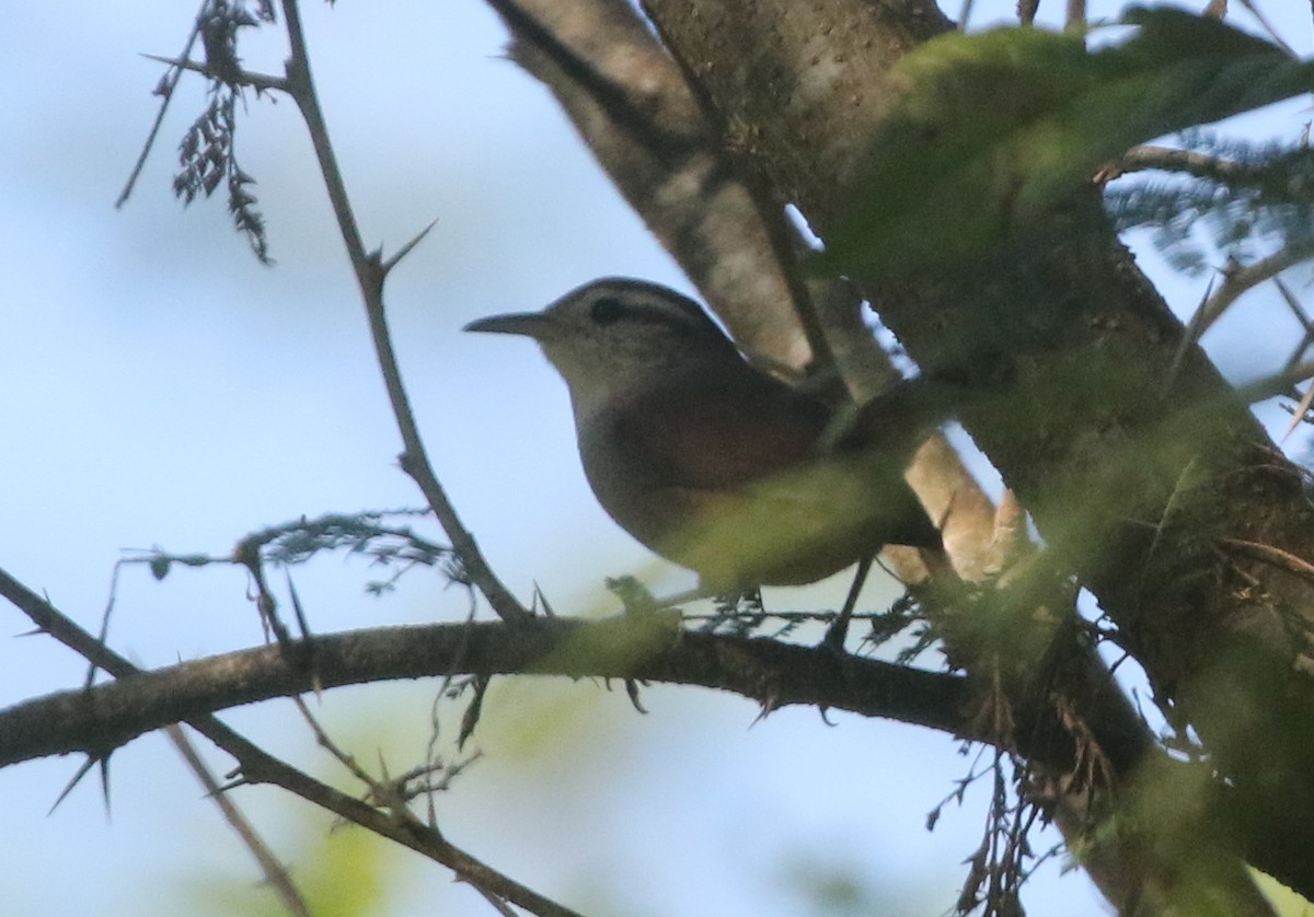 White-bellied Wren - ML218379151