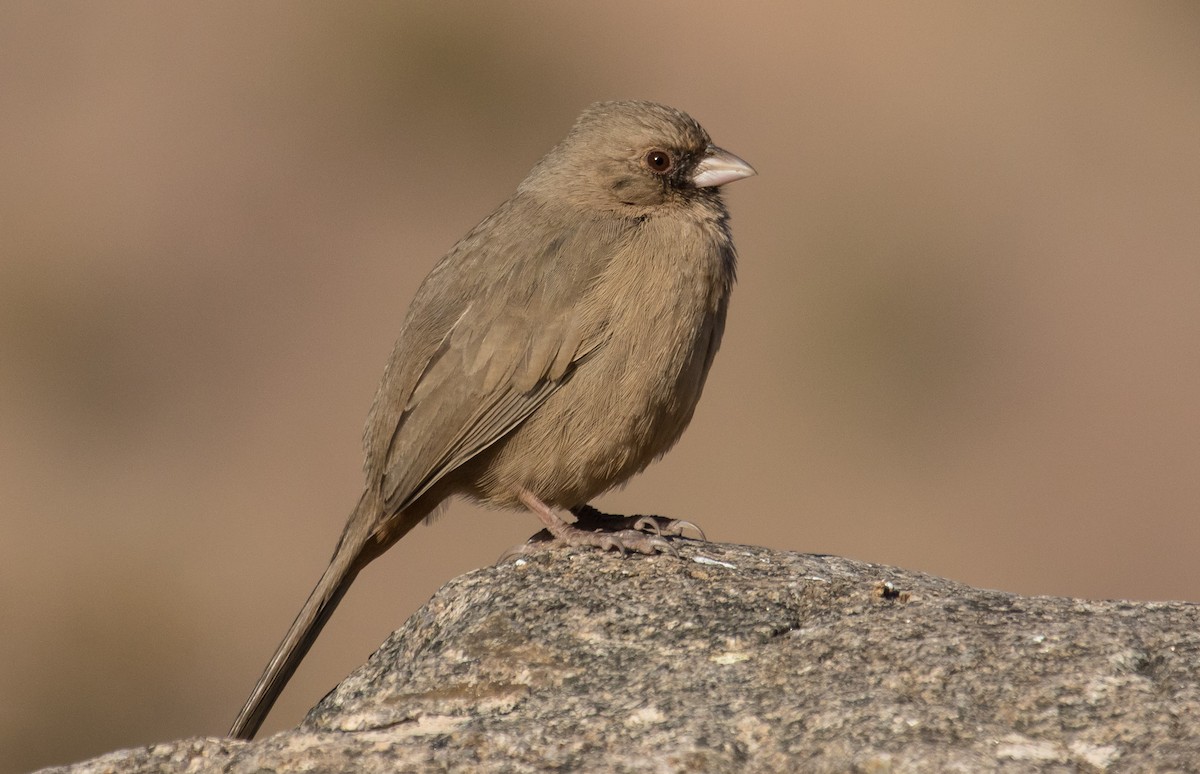 Abert's Towhee - ML218380591