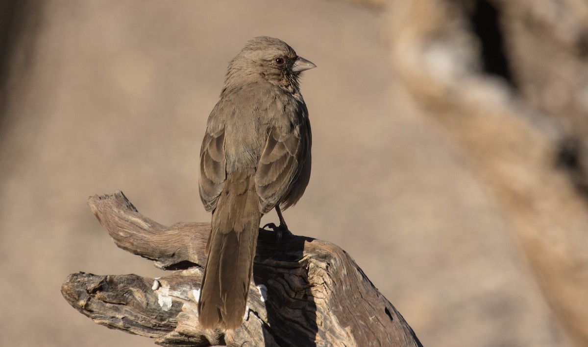 Abert's Towhee - ML218380611