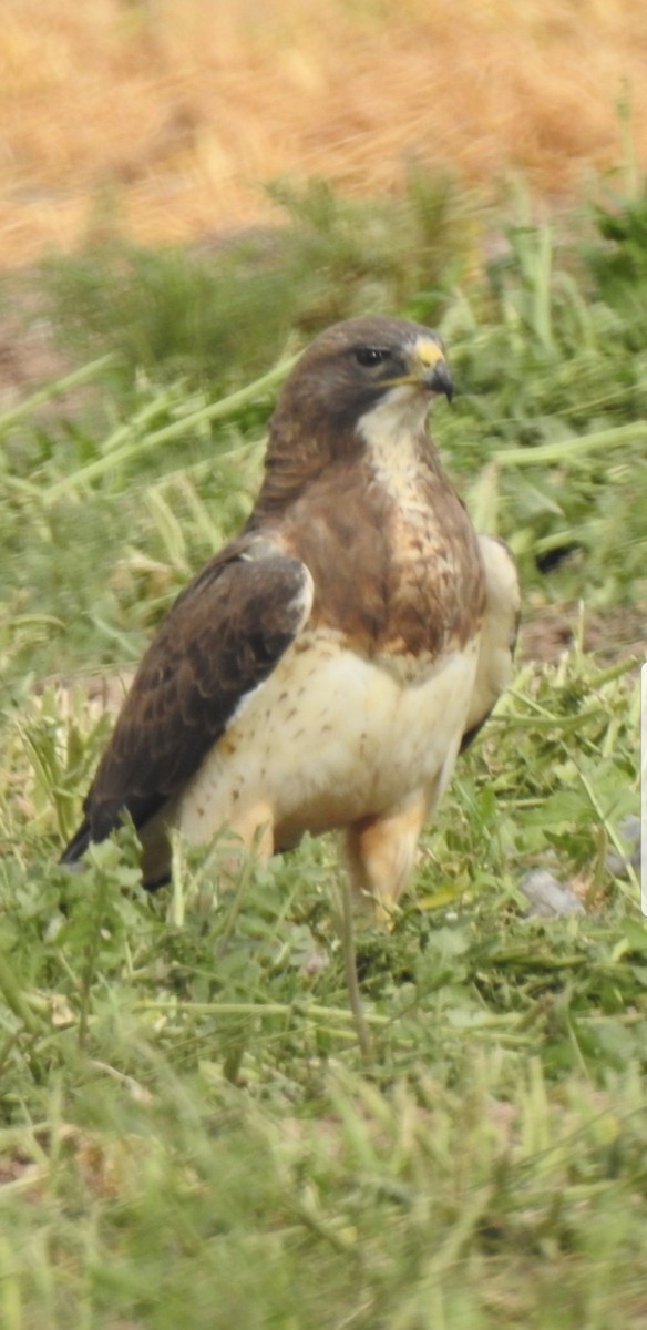 Swainson's Hawk - ML218382841