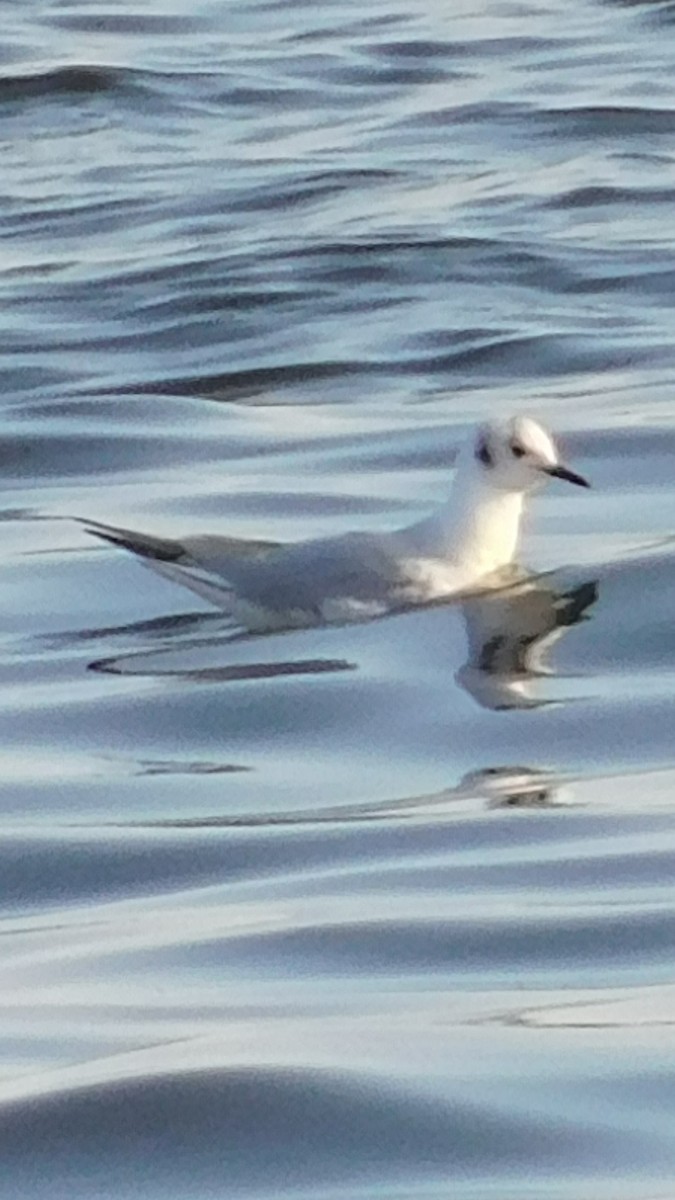 Bonaparte's Gull - ML218383061