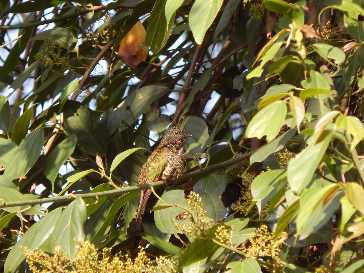 African Emerald Cuckoo - Jan de Groot