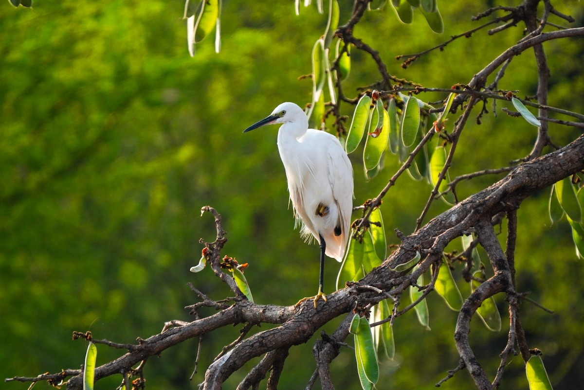 Little Egret - Jagrook Dawra