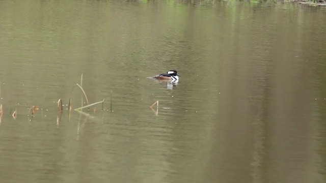 Hooded Merganser - ML218386881