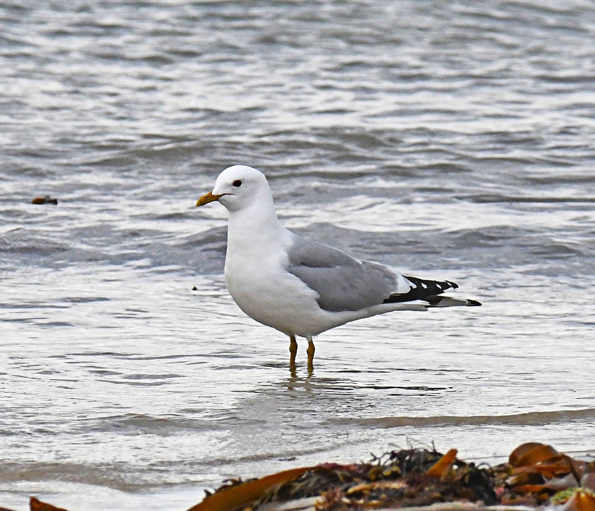 Common Gull (European) - ML218387341