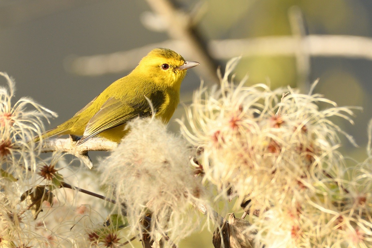 Golden Vireo - ML218387471