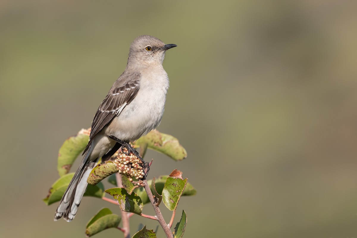 Northern Mockingbird - ML218388201