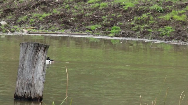 Hooded Merganser - ML218388211