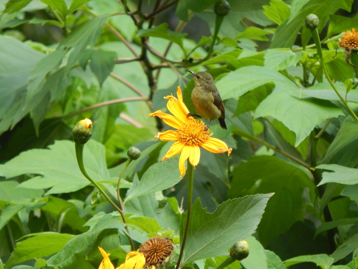 Northern Double-collared Sunbird - ML218388881