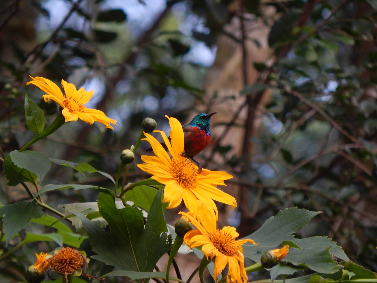 Northern Double-collared Sunbird - Jan de Groot