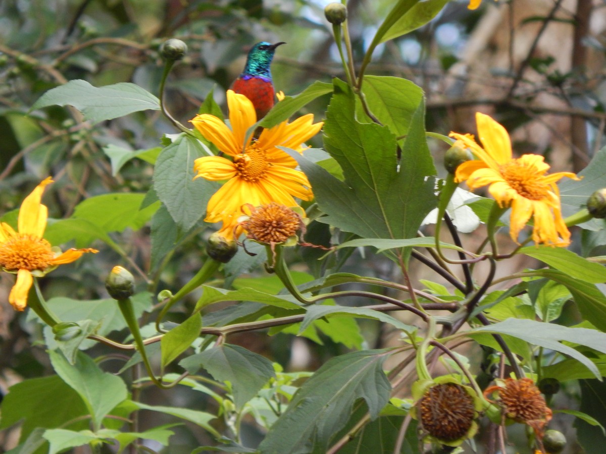 Northern Double-collared Sunbird - ML218388901