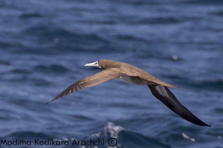 Brown Booby - ML218389171