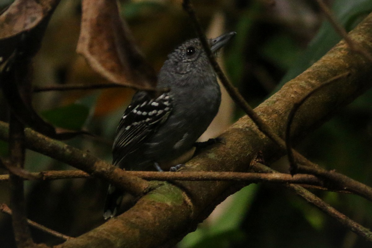 Black-crowned Antshrike - ML218389351