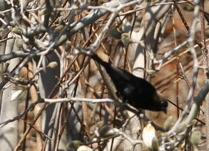 Brown-headed Cowbird - ML21838951