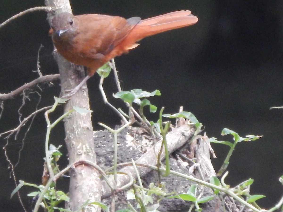 Red-tailed Ant-Thrush - Jan de Groot