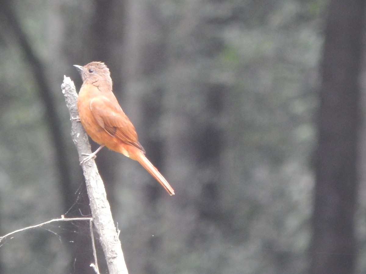 Red-tailed Ant-Thrush - ML218389651