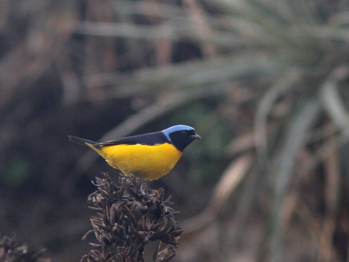 Golden-rumped Euphonia - Larry Therrien
