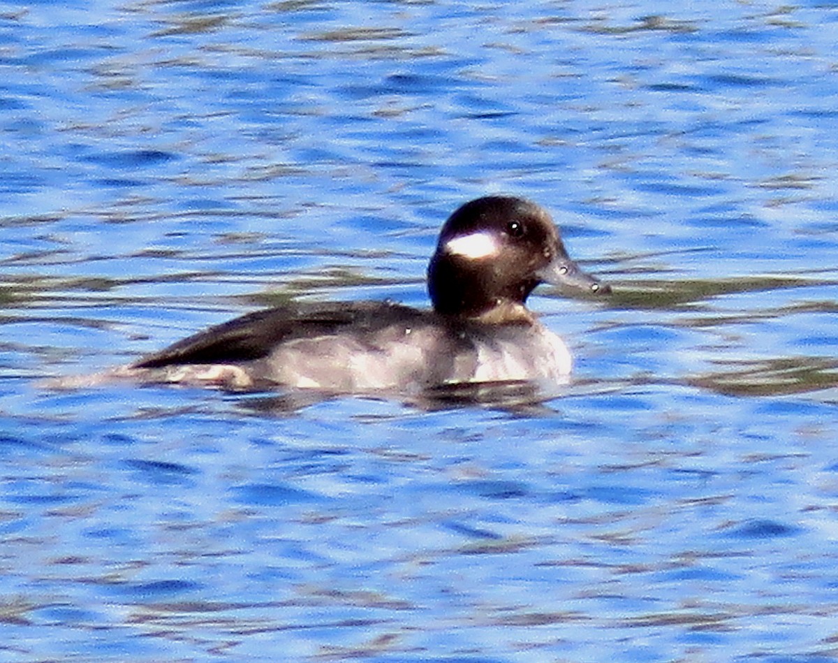 Bufflehead - ML218391771