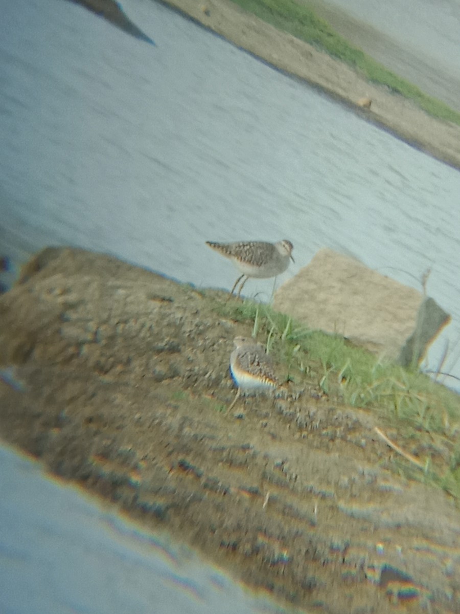 Wood Sandpiper - Bhuvan Raj K