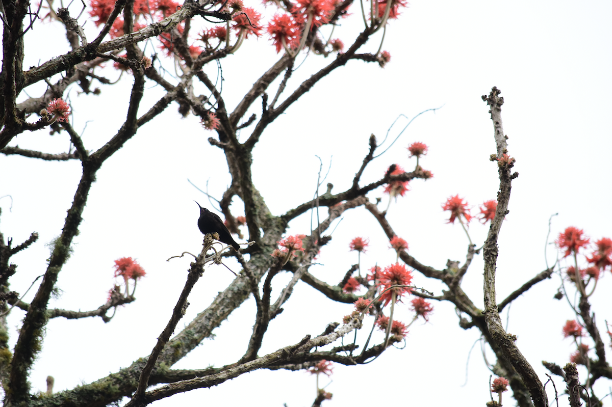 Amethyst Sunbird - Adolfo Castro