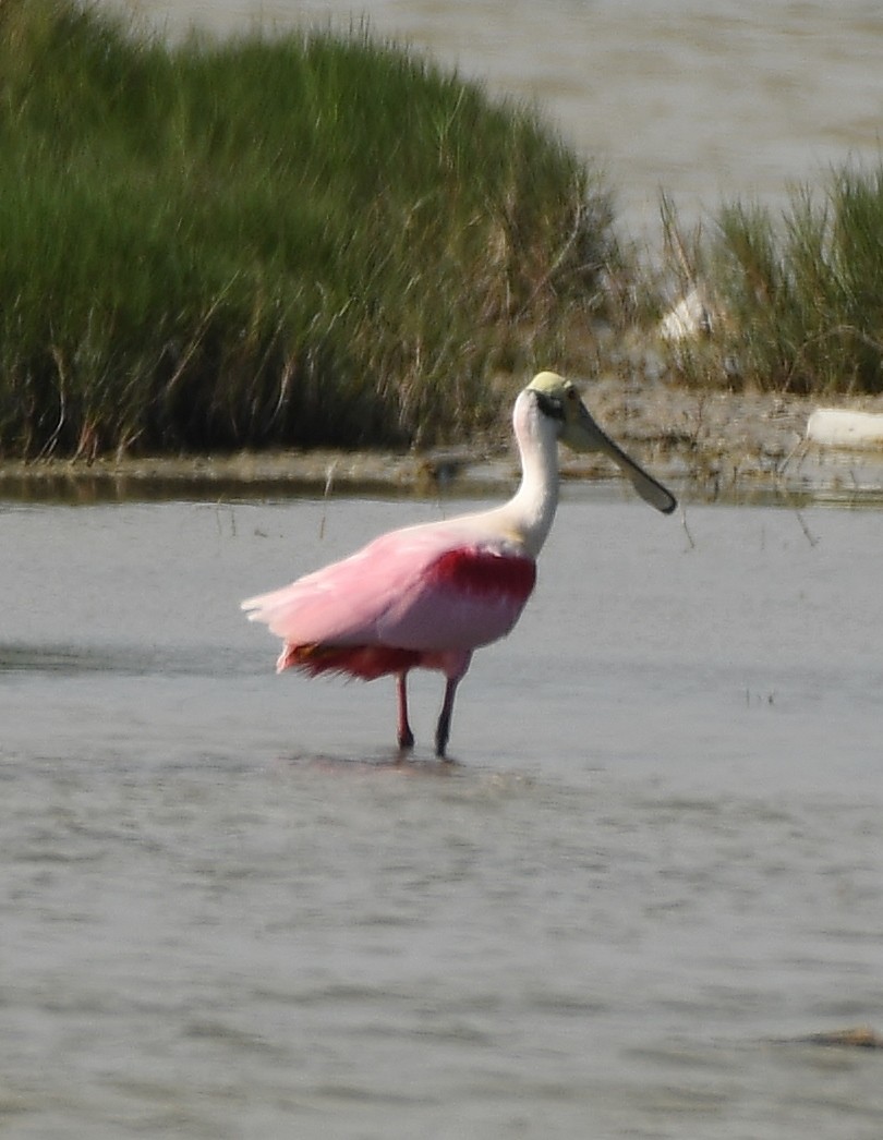 Roseate Spoonbill - ML218395321