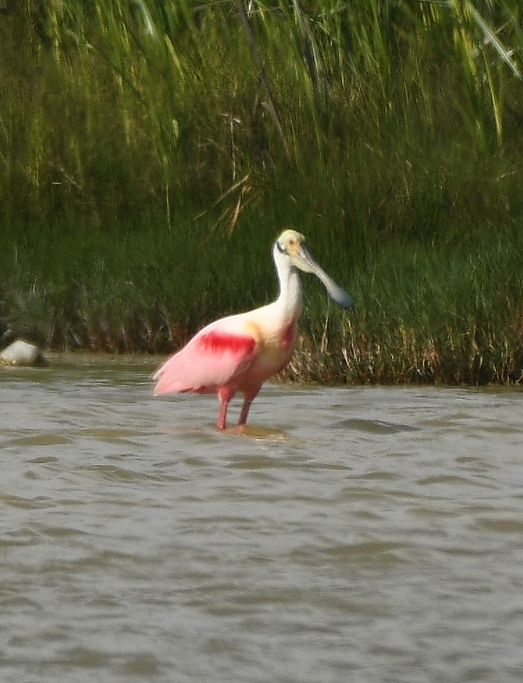 Roseate Spoonbill - ML218395341