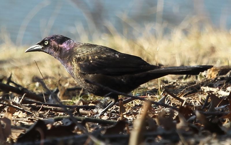 Common Grackle - sicloot