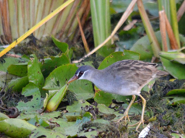 White-browed Crake - Choy Wai Mun