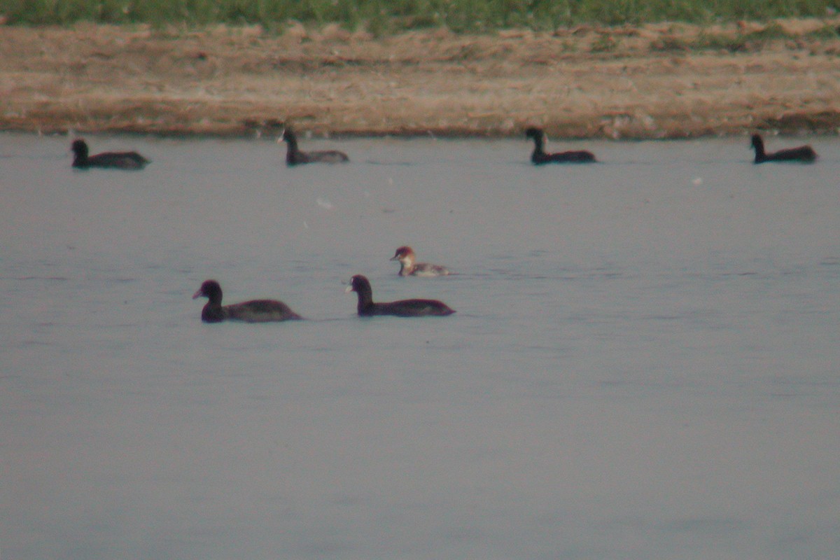 Smew - Miguel Rouco