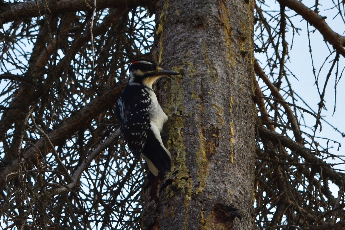 Hairy Woodpecker - ML218398981