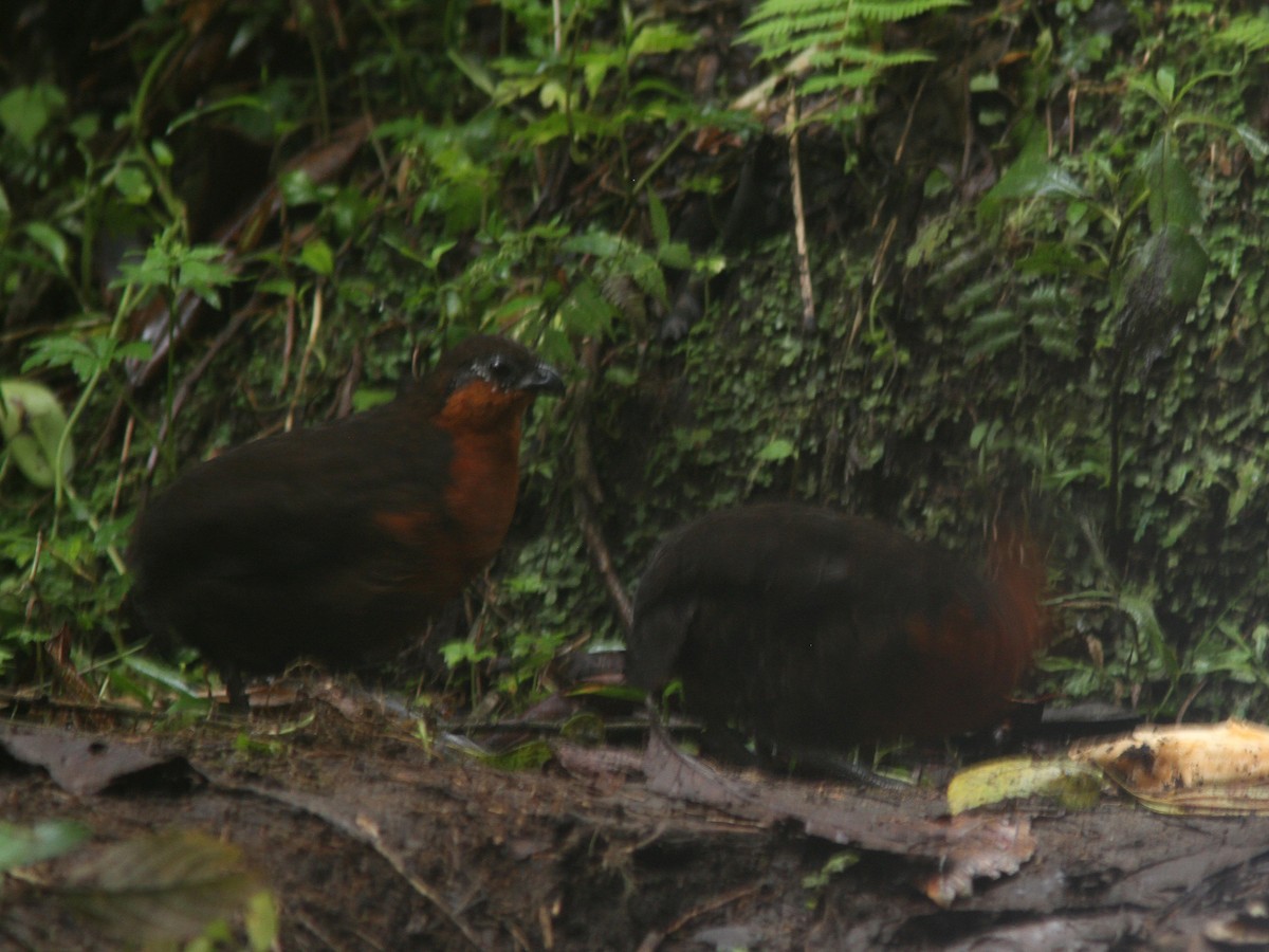 Dark-backed Wood-Quail - ML21839911