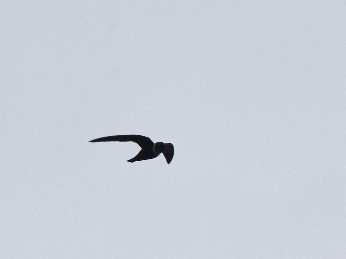 White-collared Swift - ML21839951