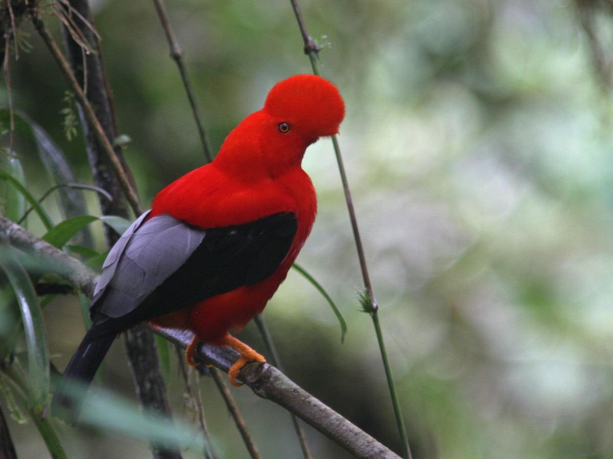 Andean Cock-of-the-rock - ML21840021