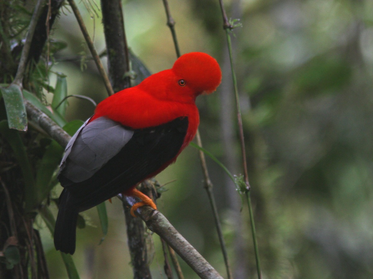 Andean Cock-of-the-rock - ML21840101