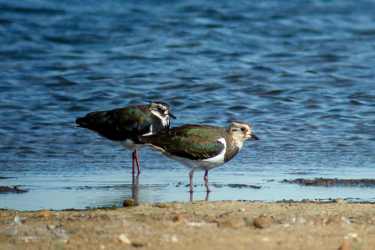 Northern Lapwing - ML218401491