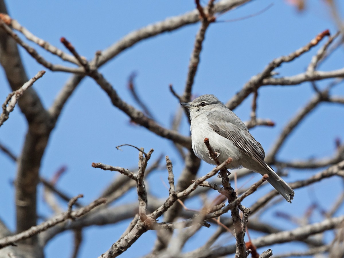 Ashy Flycatcher - ML218401631