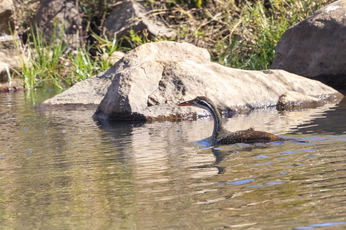 African Finfoot - ML218402181