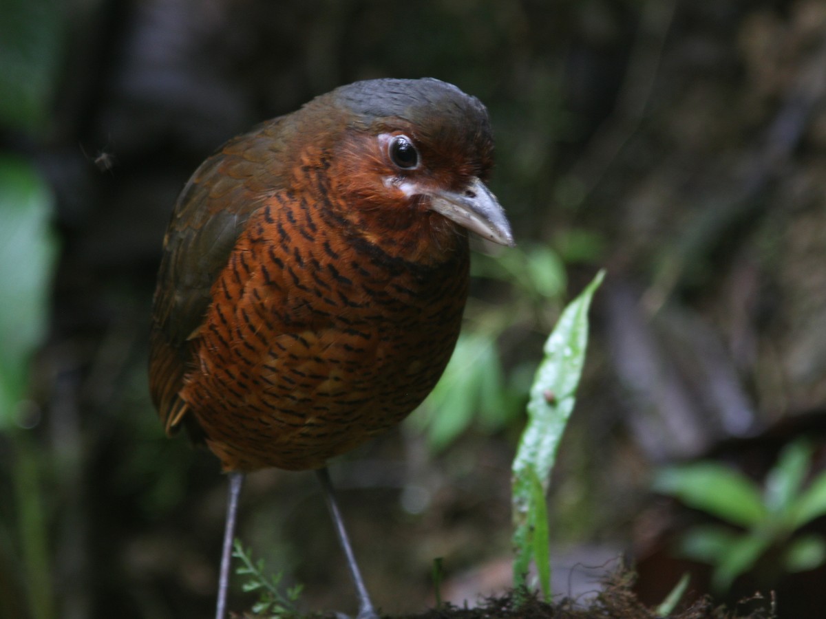 Giant Antpitta - ML21840271