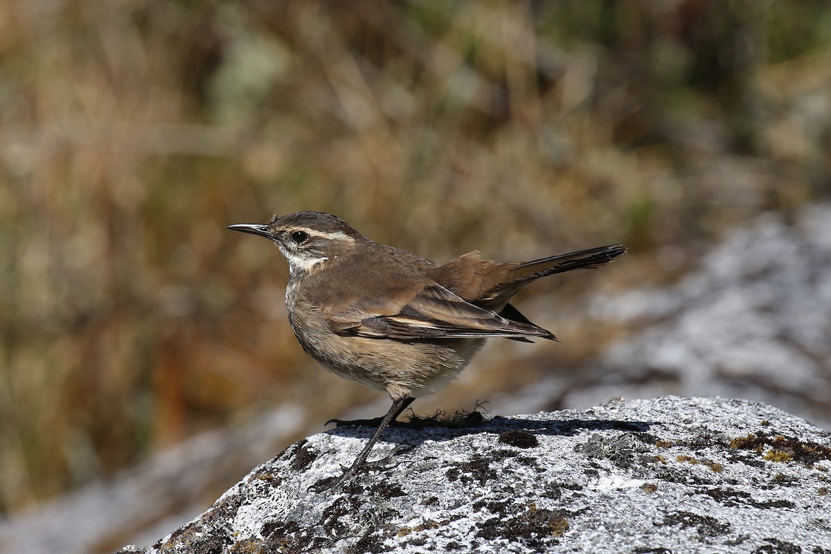 Chestnut-winged Cinclodes - ML218402951