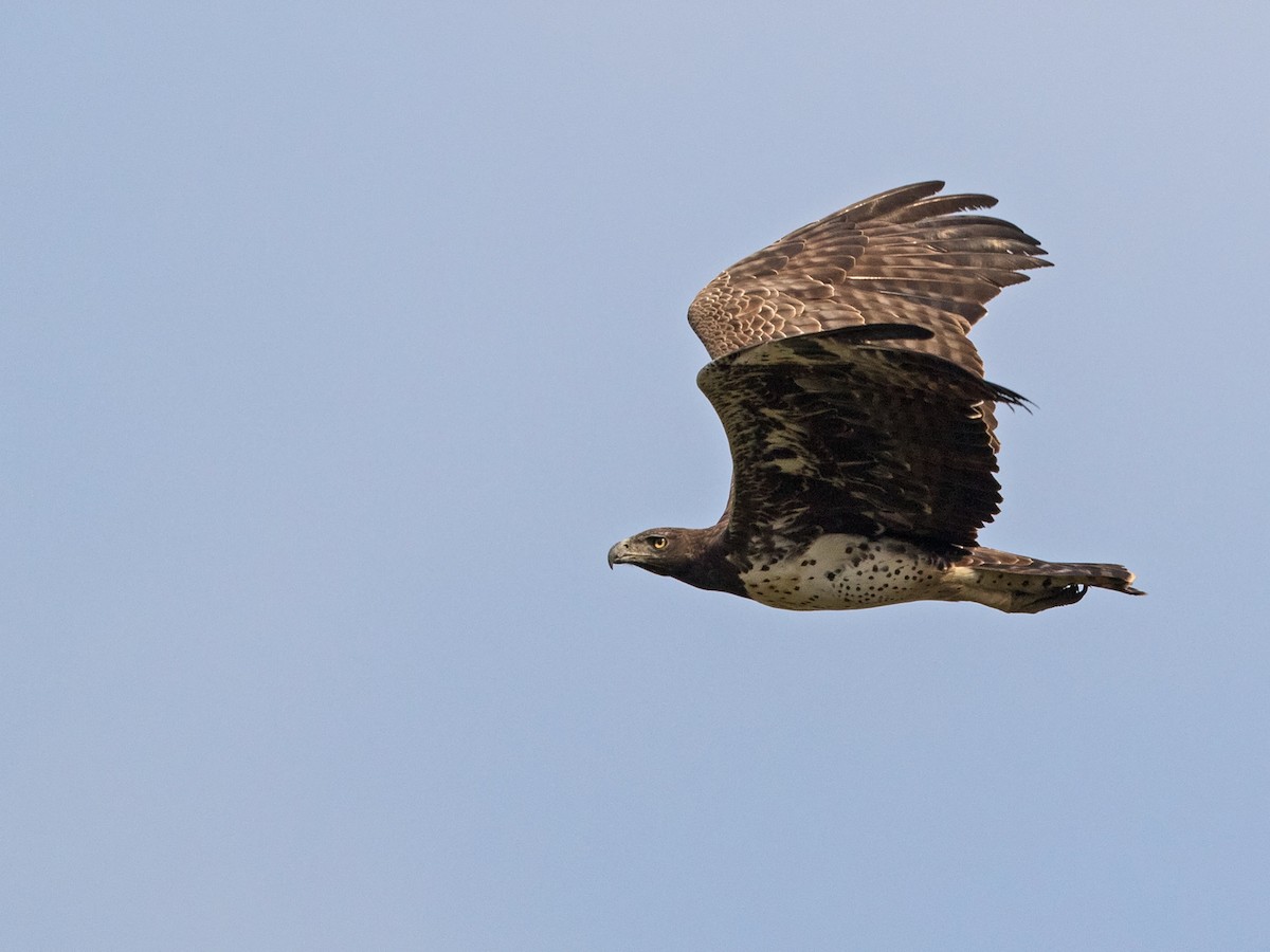 Martial Eagle - Niall D Perrins