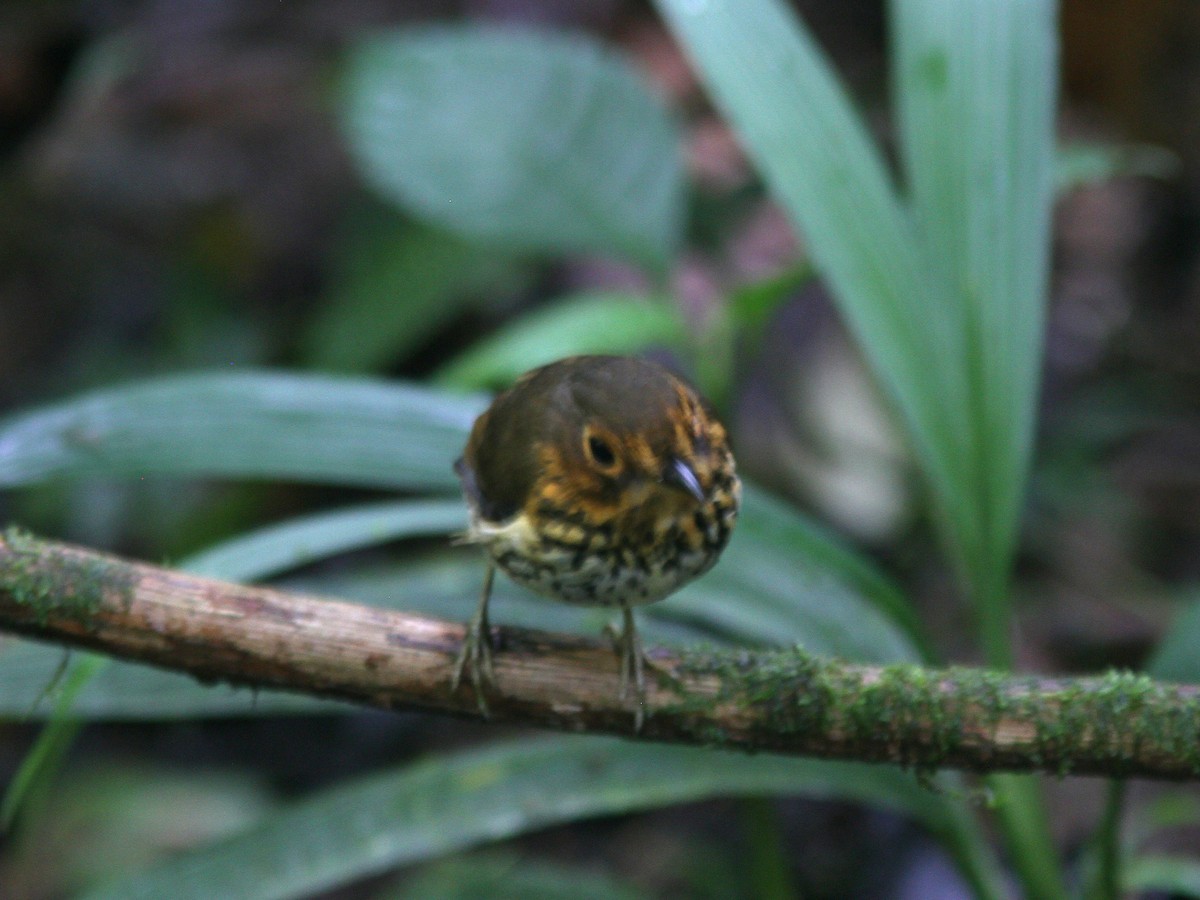 Ochre-breasted Antpitta - ML21840401